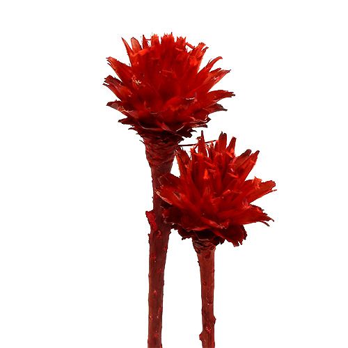 Floristik24 Plumosum 1 Red 25 vnt
