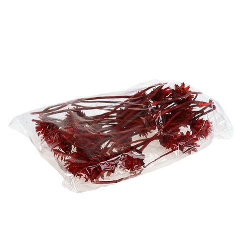 daiktų Plumosum 1 Red 25 vnt