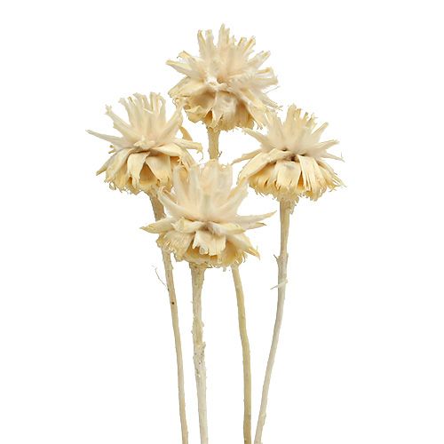 Floristik24 Plumosum 1 balintas 25 vnt