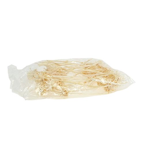 daiktų Plumosum 1 balintas 25 vnt