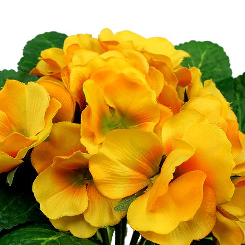 Floristik24 Raktažolė 15 cm Geltona