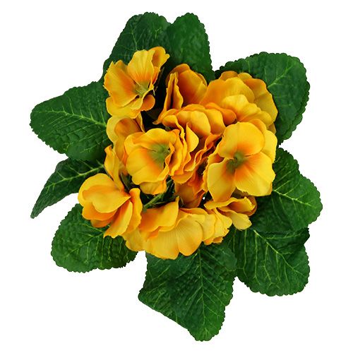 Floristik24 Raktažolė 15 cm Geltona