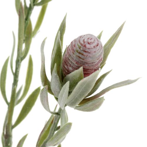 Floristik24 Protea puokštė 43cm 6vnt