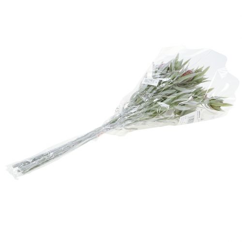 Floristik24 Protea puokštė 43cm 6vnt