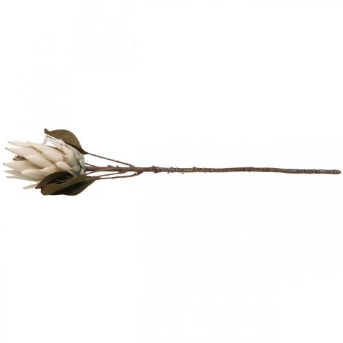 Floristik24 Protea dirbtinai išdžiūvęs Drylook Beige Brown Green 72cm