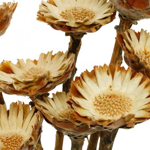 Floristik24 Protea Compacta Rosette natūralių džiovintų gėlių cukraus krūmas 8 vnt