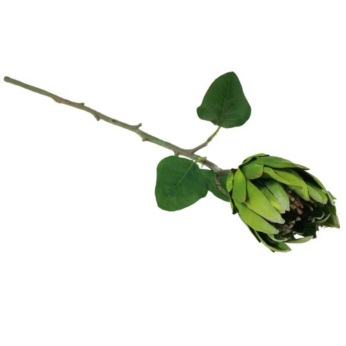 daiktų Protea Green Red Dirbtinė gėlė Dirbtinė šakelė L65cm Ø5,5cm