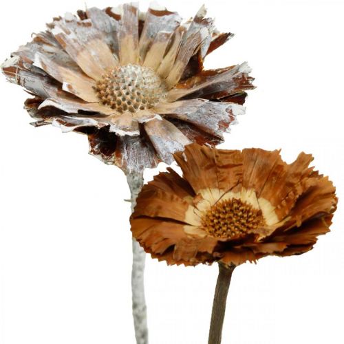 Egzotiška mišrainė Protea Rosette natūrali, balta plauta džiovinta gėlė 9vnt