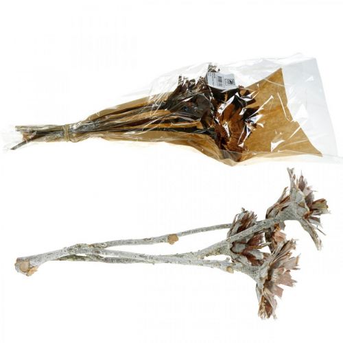 Floristik24 Exotic Mix Protea Rosette Natural, White Washed Džiovinta Gėlė 9 vnt