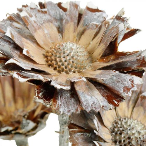 Floristik24 Exotic Mix Protea Rosette Natural, White Washed Džiovinta Gėlė 9 vnt