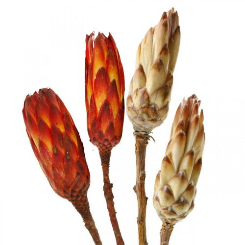 Floristik24 Protea Mix, Džiovintos gėlės Respens Natural/Red 13 vnt
