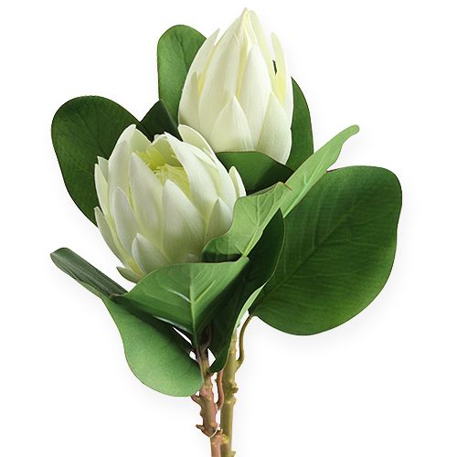 Floristik24 Protea balta 54cm 2vnt