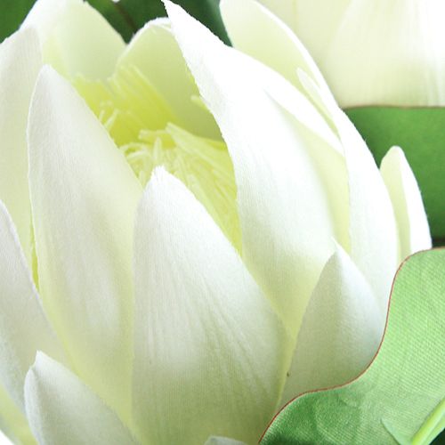 Floristik24 Protea balta 54cm 2vnt