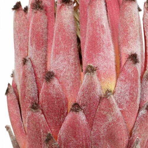 daiktų Dirbtinė Protea Red Exotic dirbtinė gėlė H55cm