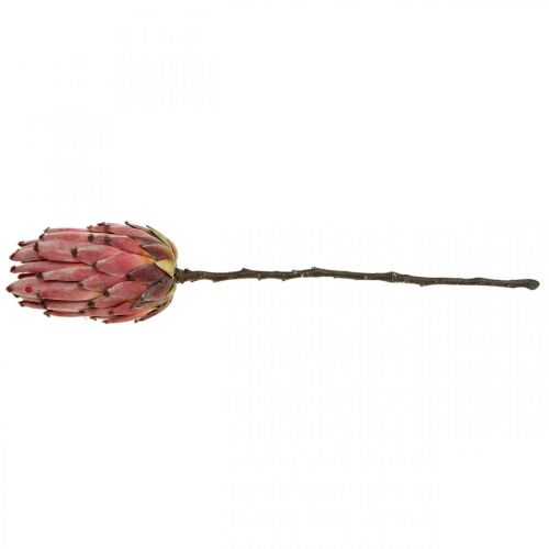 Floristik24 Dirbtinė Protea Red Exotic dirbtinė gėlė H55cm