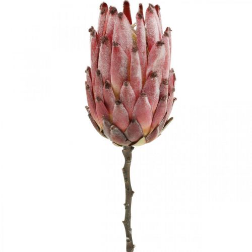 Floristik24 Dirbtinė Protea Red Exotic dirbtinė gėlė H55cm