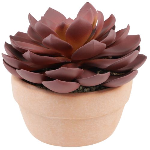 Floristik24 Sultingas augalas vazone Echeveria dirbtinė raudona Ø15cm