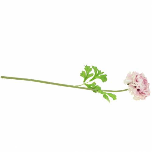daiktų Ranunculus alyvinė aukštis 45 cm
