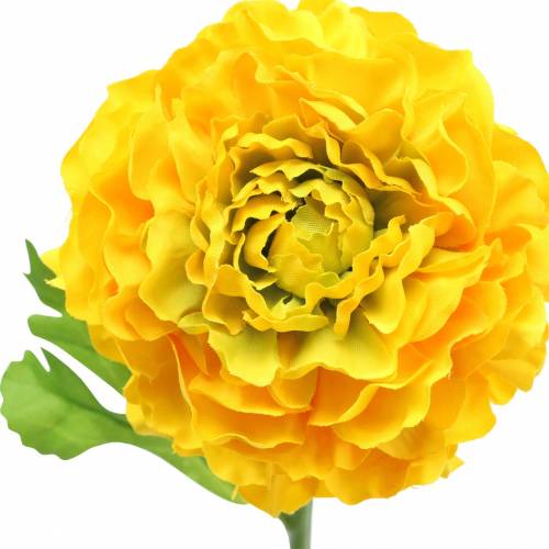 Floristik24 Ranunculus geltonas H45cm