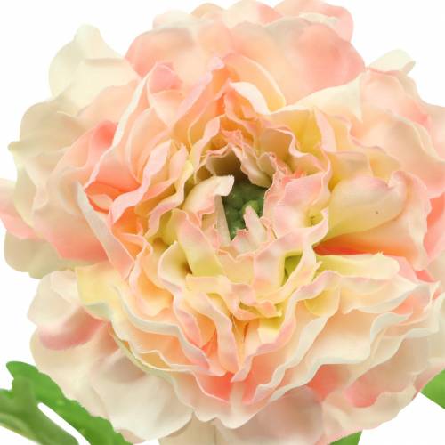 daiktų Ranunculus persikas H45cm