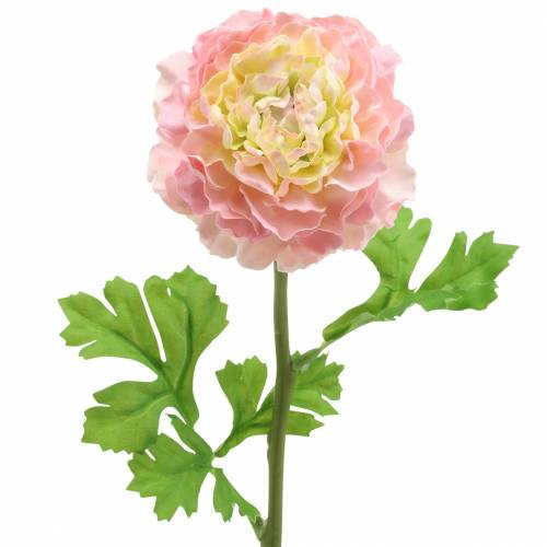 Floristik24 Ranunculus rožinis H45cm