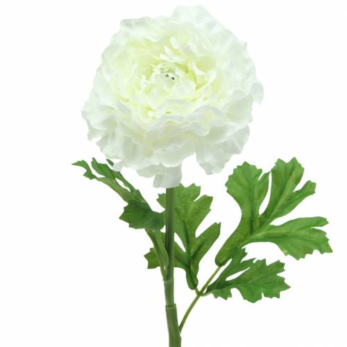 Floristik24 Ranunculus baltas H45cm