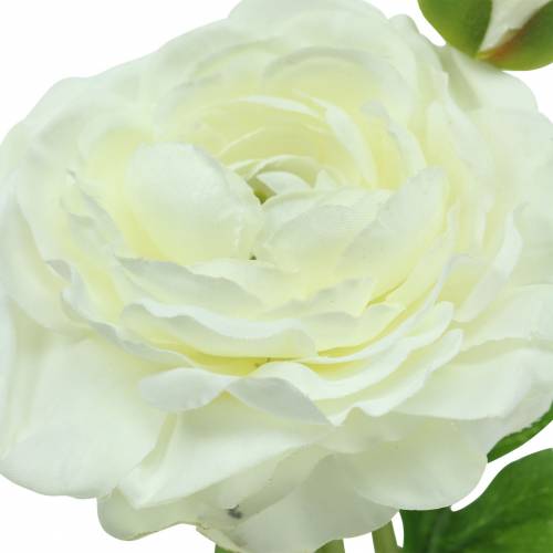 Floristik24 Dirbtinė gėlė ranunculus su žiedais ir pumpurais balta H34cm
