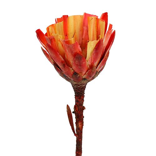 Floristik24 Repens Cup Red 25 vnt
