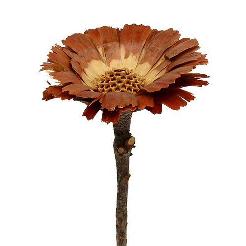 Floristik24 Repens Rosette Light 8-9cm 25 vnt