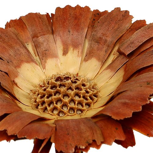 daiktų Repens Rosette Light 8-9cm 25 vnt