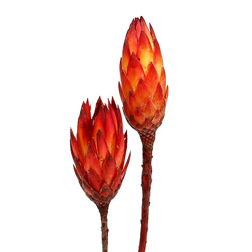 Repens raudona 2 tonų 25vnt
