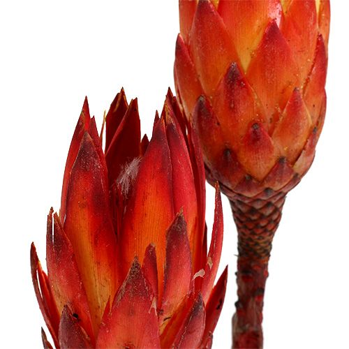 Repens raudona 2 tonų 25vnt