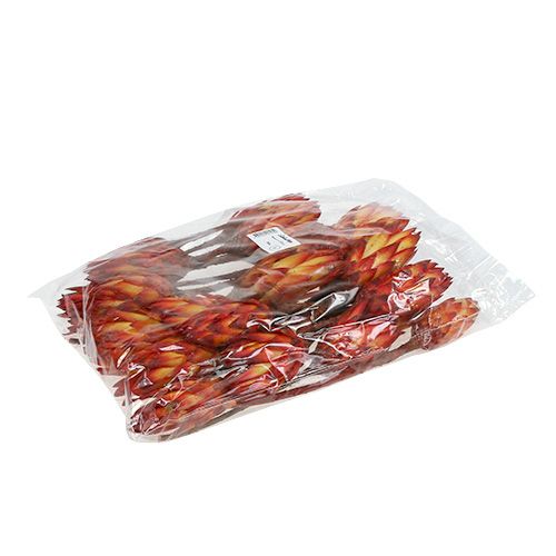 Floristik24 Repens Red 2-tonų 25 vnt