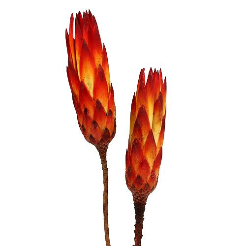 Floristik24 Repens Red mažas 50 vnt