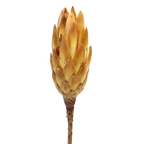 Floristik24 Repens kremas 25 vnt