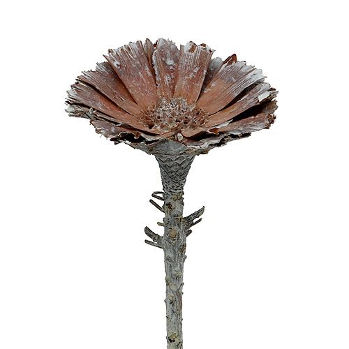 Floristik24 Repens rozetė 6-7cm balta skalbta 25 vnt