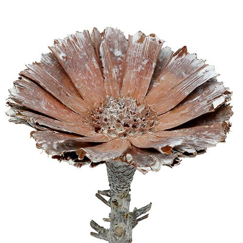 daiktų Repens rozetė 6-7cm balta skalbta 25 vnt