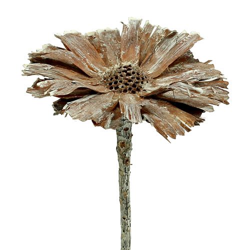 Floristik24 Protea rozetė 8-9cm balta skalbta 25 vnt