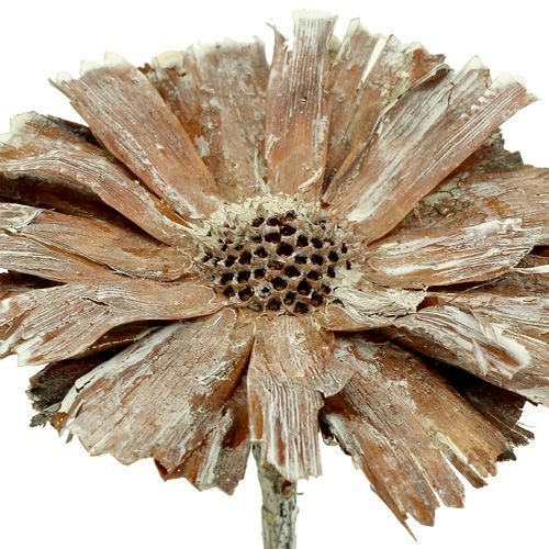 daiktų Protea rozetė 8-9cm skalbta balta 25p
