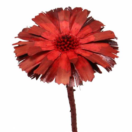 Floristik24 Repens Rosette Red 8cm - 9cm 25 vnt