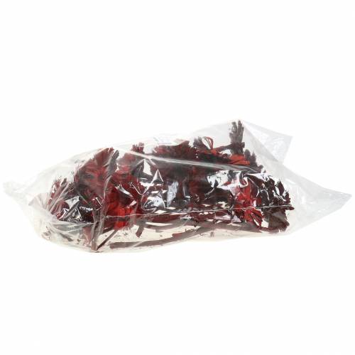 Repens Rosette Red 8cm - 9cm 25 vnt | Floristik24.lt