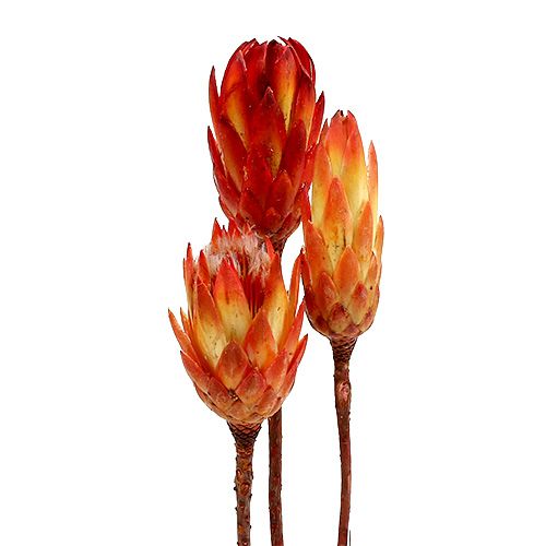 Floristik24 Repens Red 25 vnt
