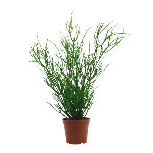 Floristik24 Rhipsalis 32cm žaliame vazone