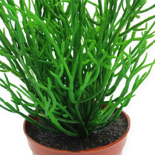 Floristik24 Rhipsalis 32cm žaliame vazone