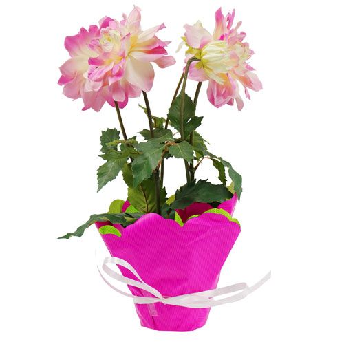 Floristik24 Rondella Ø48cm dviejų atspalvių rožinė-žalia 50p