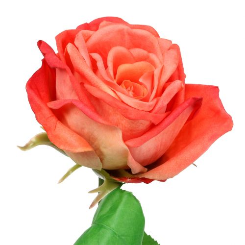 Floristik24 Rožė dirbtinė gėlė lašiša 67,5cm