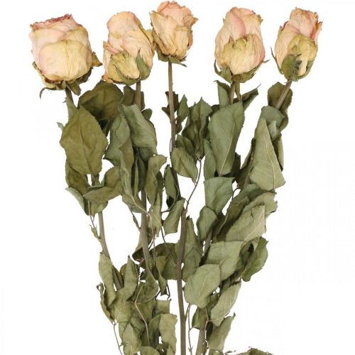 Floristik24 Dekoratyvinės rožės, džiovinta gėlė, džiovintos rožės, Valentino diena, laidotuvių gėlės, kaimiškos rožės geltonai rožinė L48cm 5vnt