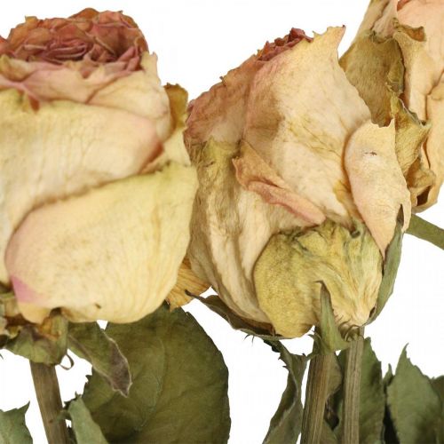 Floristik24 Dekoratyvinės rožės, džiovintos gėlės, džiovintos rožės, Valentino diena, laidotuvių floristika, kaimiškos rožės geltonai rožinė L48cm 5 vnt.