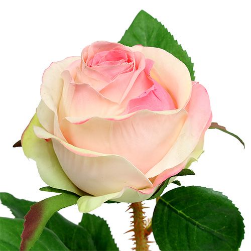 Floristik24 Dirbtinė rožė kreminė-rožinė Ø9cm L45cm 1 vnt