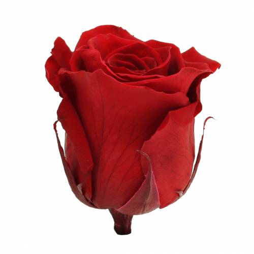 daiktų Infinity Roses Large Ø5,5-6cm Raudona 6 vnt